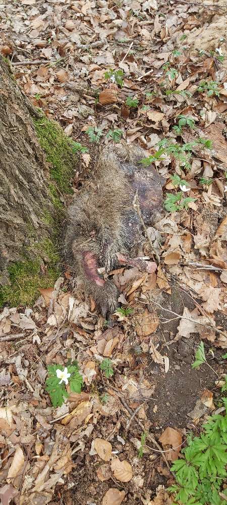 Giftköder-Totes Tier hinter Baum am Wegesrand-Profilbild