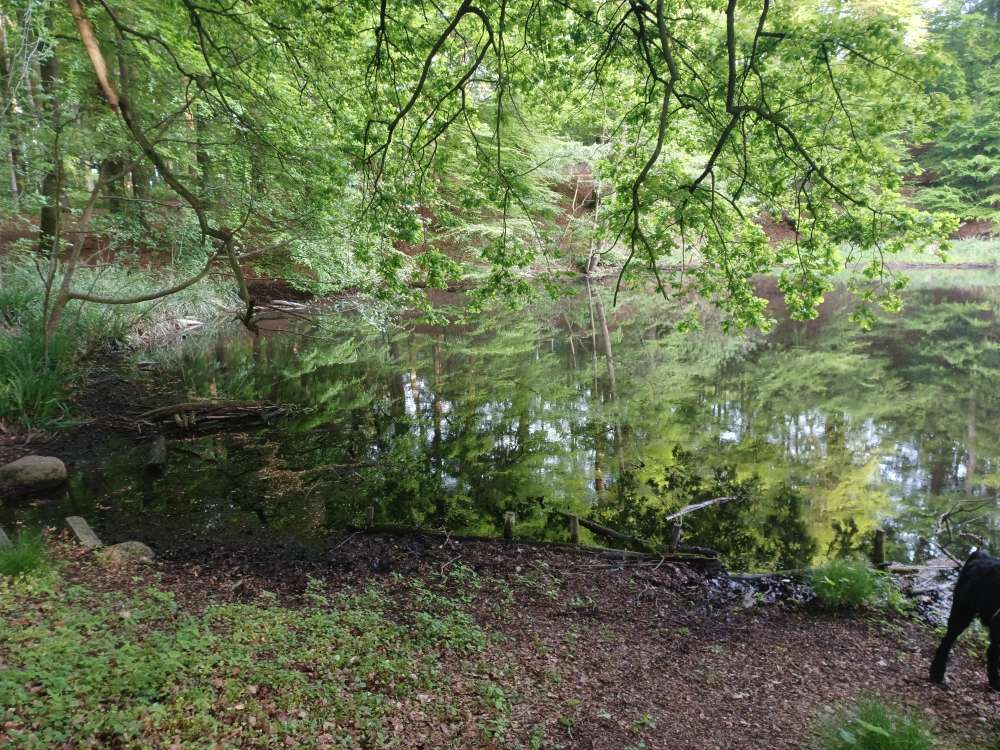 Hundetreffen-Treffen in bruchhausen vilsen-Profilbild