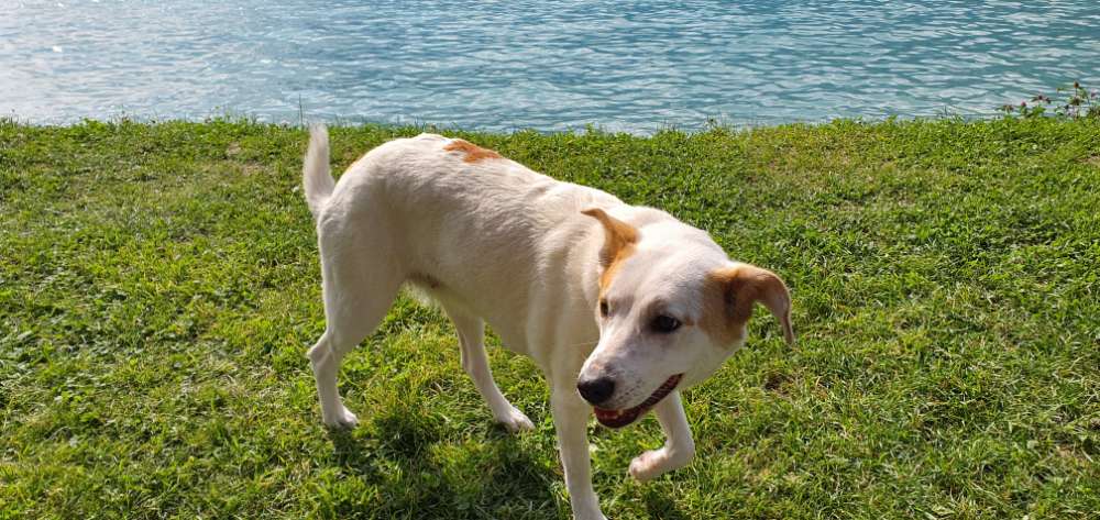 Hundetreffen-Gassirunde am Rhein-Profilbild