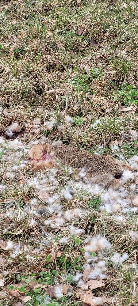 Giftköder-Toter Feldhase-Profilbild