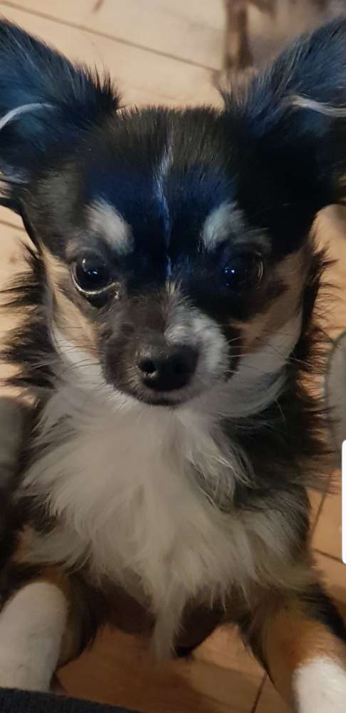 Hundetreffen-Spielgruppe Chihuahuas und andere kleine Rassen-Profilbild