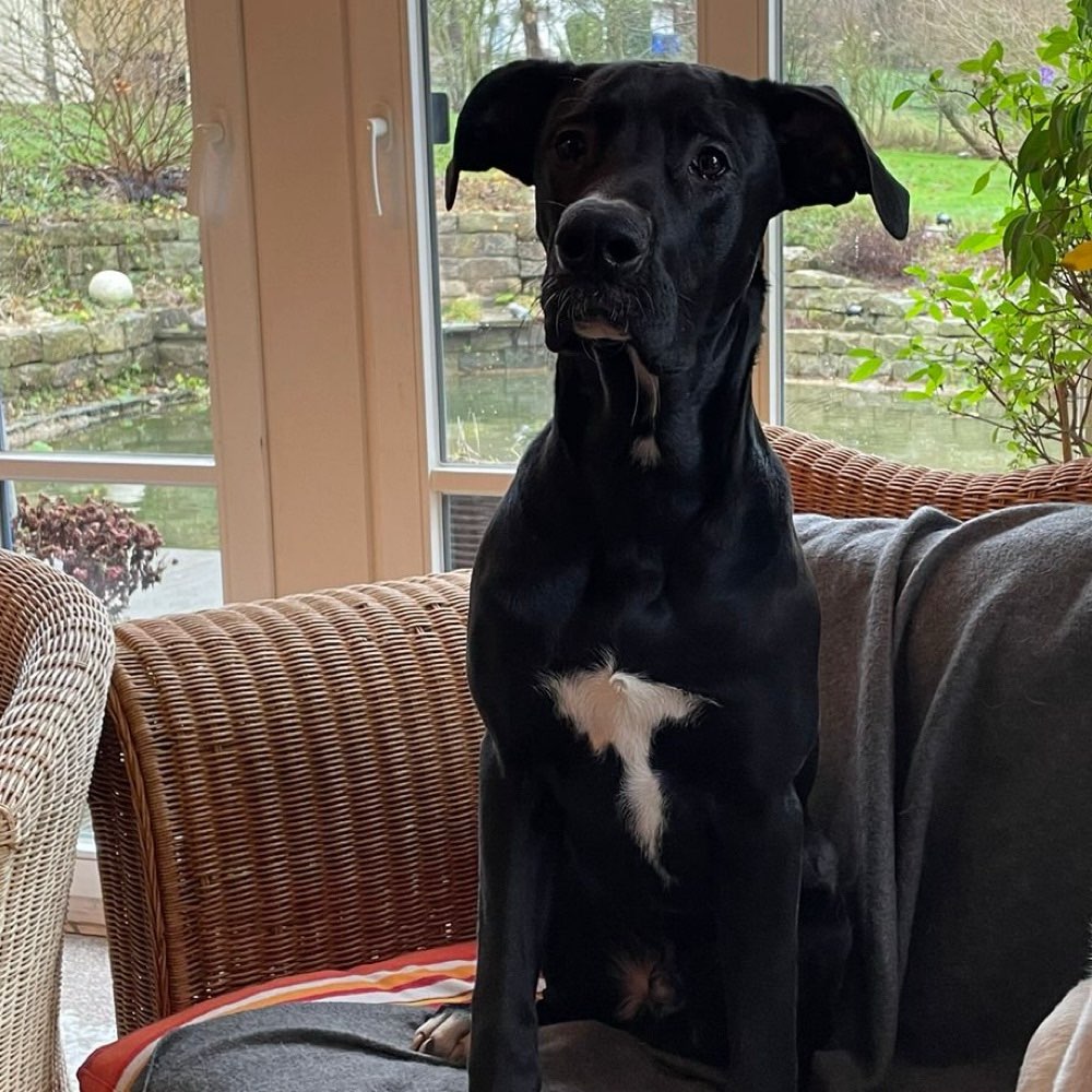 Hundetreffen-Spielrunde mit 8 Monate jungem Doggen-RR-Mix-Profilbild