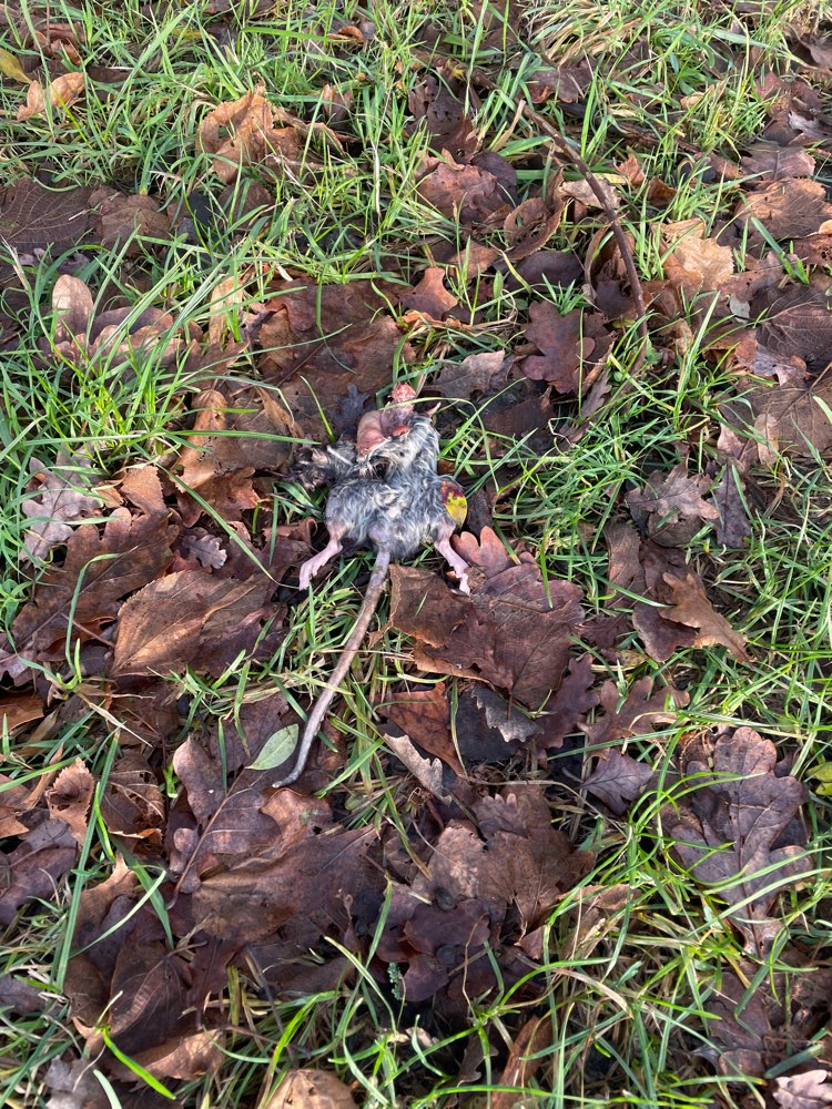 Giftköder-Halbe Ratte-Profilbild