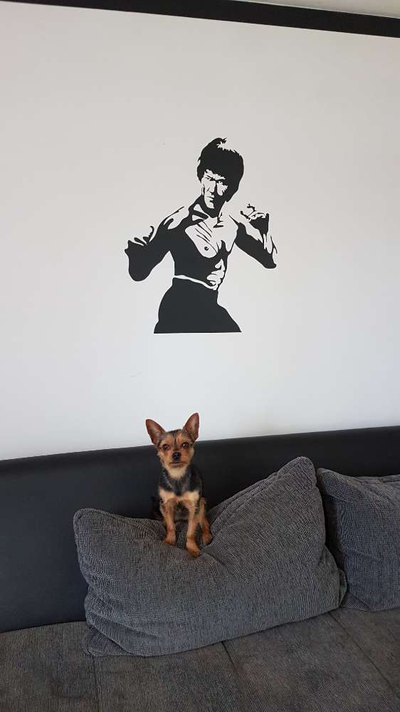 Hundetreffen-Gassi Runde in Laggenbeck/westerkappeln-Profilbild