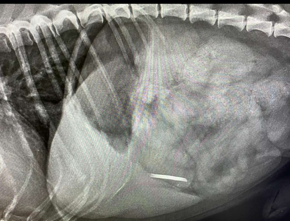 Giftköder-Gilftköder!!!-Profilbild