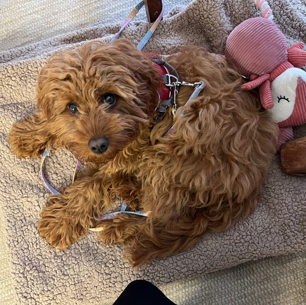 Hundetreffen-Ylvi sucht einen Spielpartner-Profilbild