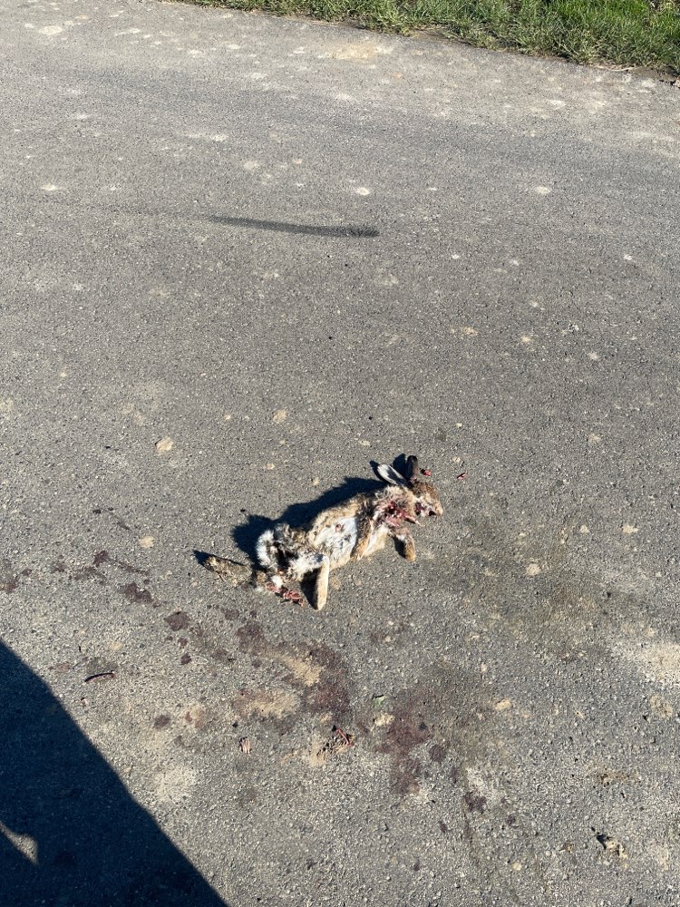 Giftköder-Totes Kaninchen auf Weg zwischen Feldern-Profilbild