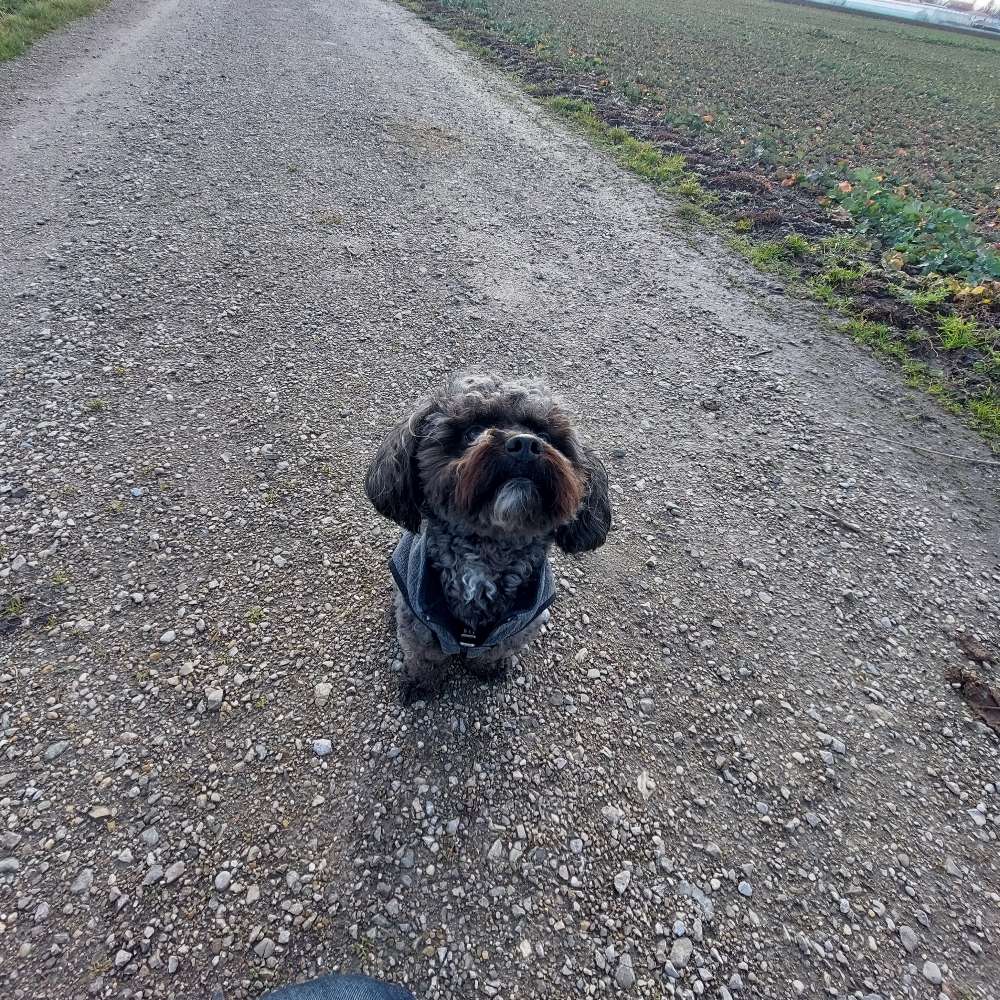 Hundetreffen-Gassibegleitung Nymphenburger Schlosspark-Profilbild