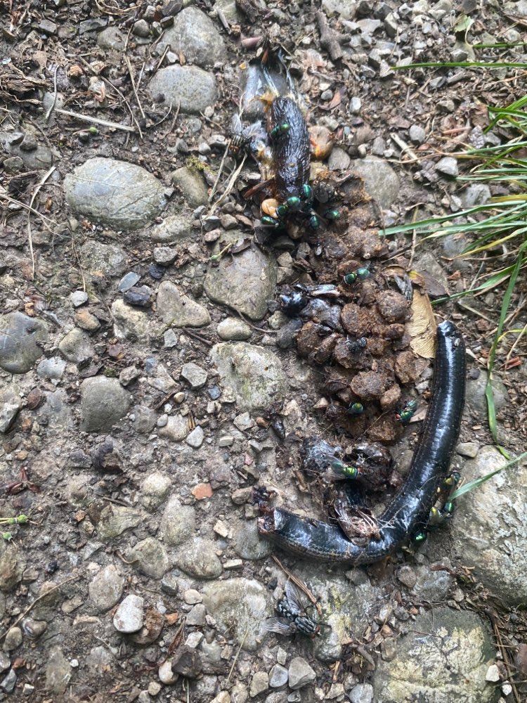 Giftköder-Möglicherweise ein Giftköder-Profilbild