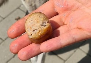 Giftköder-Möglicher Giftköder-Profilbild