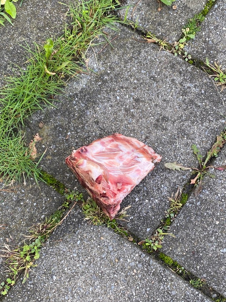 Giftköder-Zwei große Fleischstücken-Profilbild