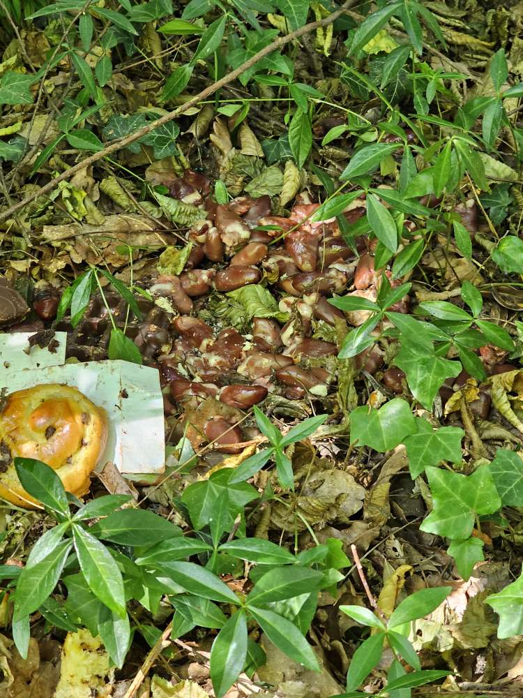 Giftköder-Essensreste-Profilbild