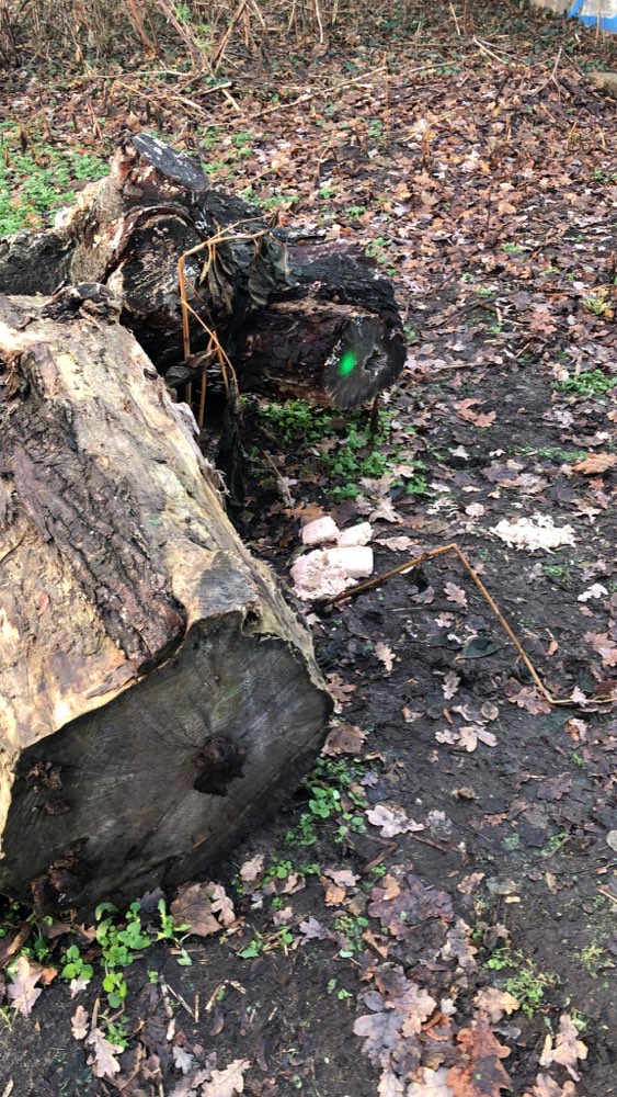 Giftköder-Verdorbenes Hackfleisch ausgelegt-Profilbild