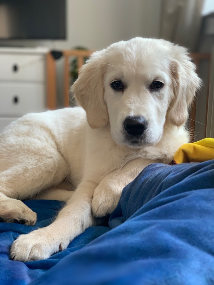 Hundetreffen-Goldie Junghundetreffen im Düsseldorfer Norden-Profilbild