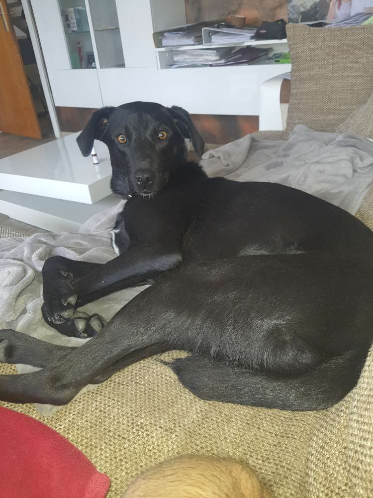 Hundetreffen-Baloo der Charmor =)-Profilbild