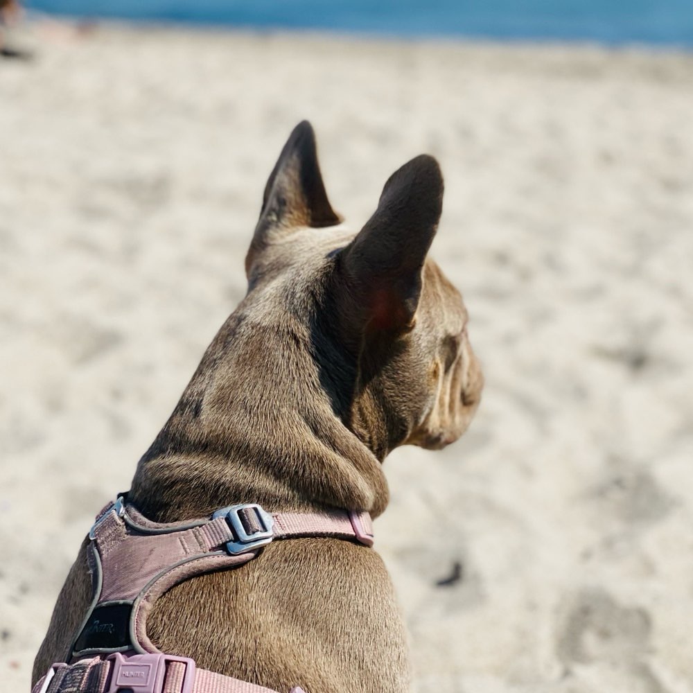 Hundetreffen-Playdates gesucht-Profilbild