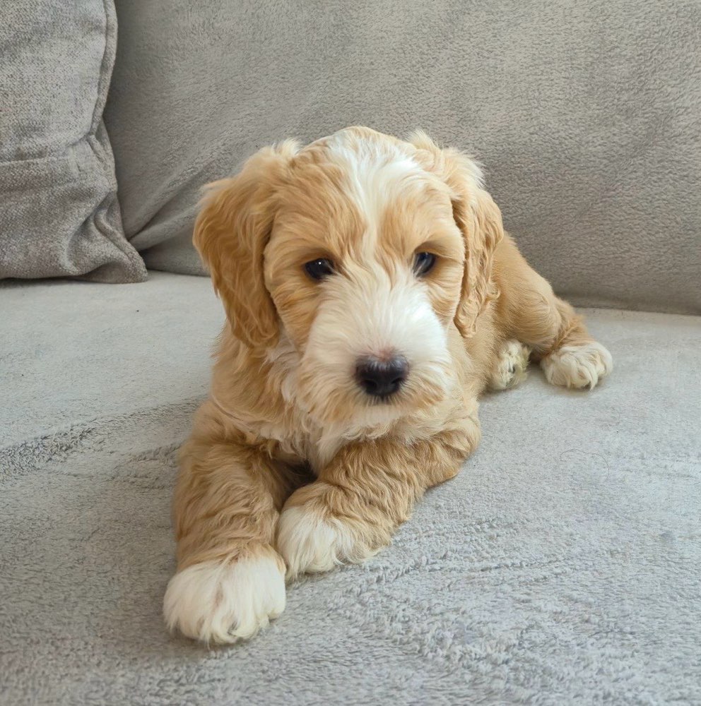 Hundetreffen-Welpentreffen in Braunschweig-Profilbild