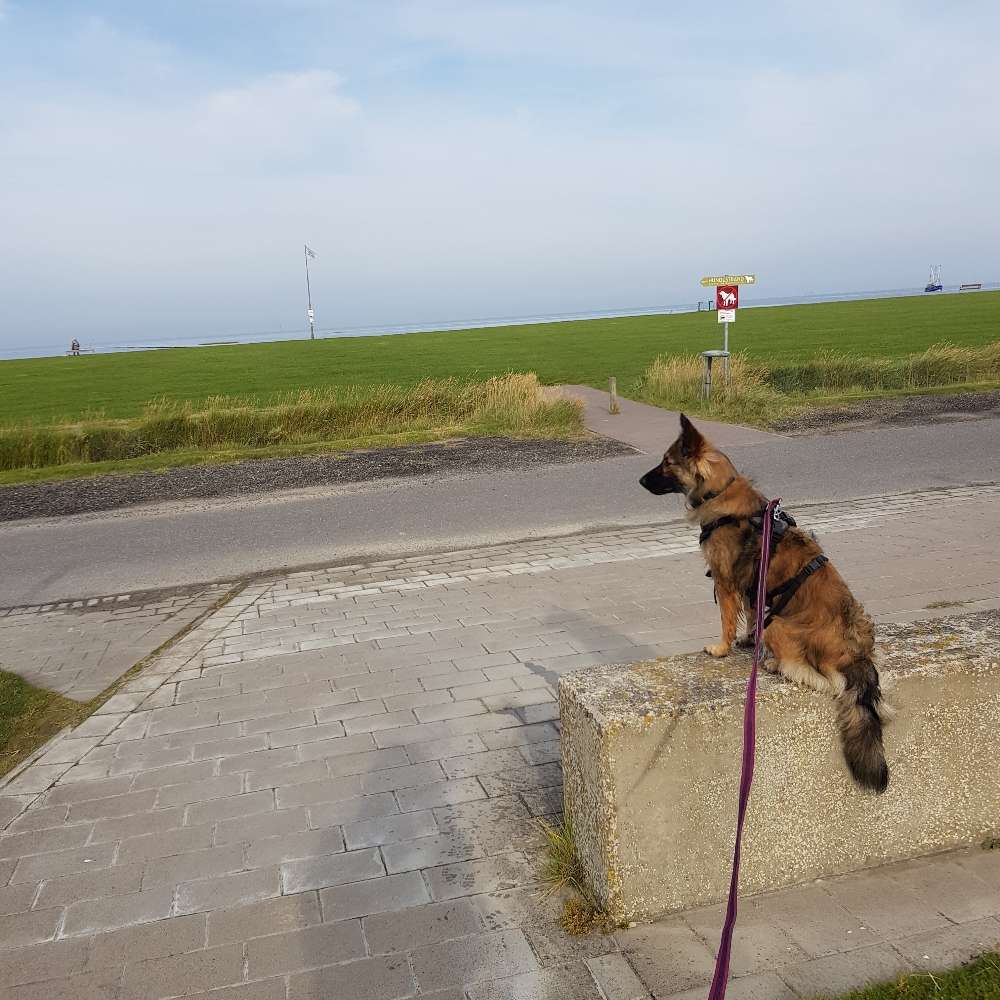 Hundetreffen-Sozial Walks in Karlsruhe und Umgebung-Profilbild