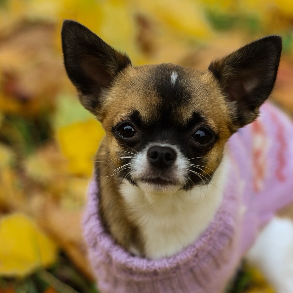Hundetreffen-Gemeinsam spazieren gehen-Profilbild