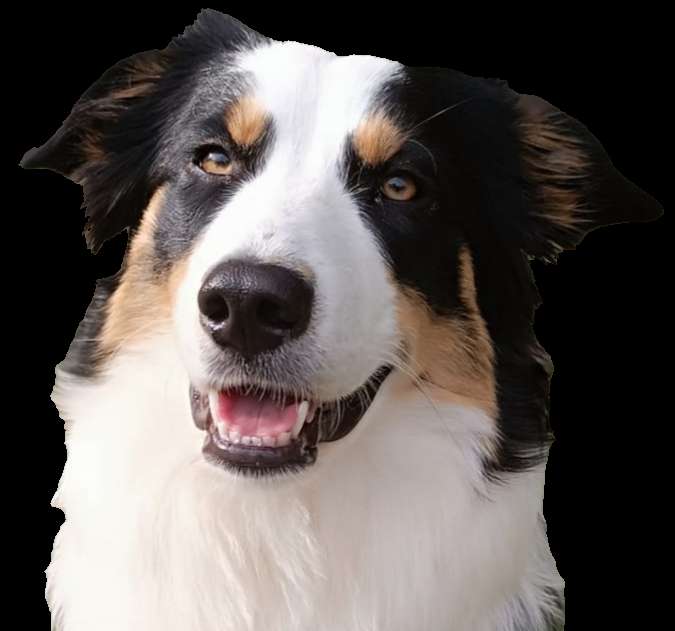 Hundetreffen-Junghundetreffen-Profilbild