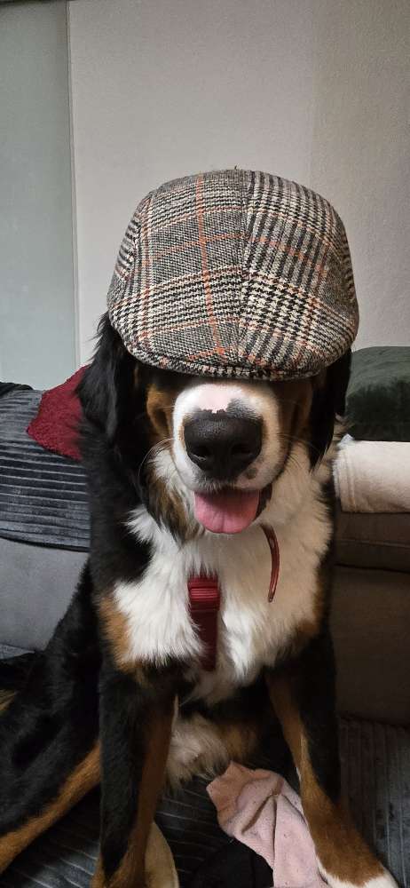Hundetreffen-Spiel, Spaß und Gassi-Profilbild