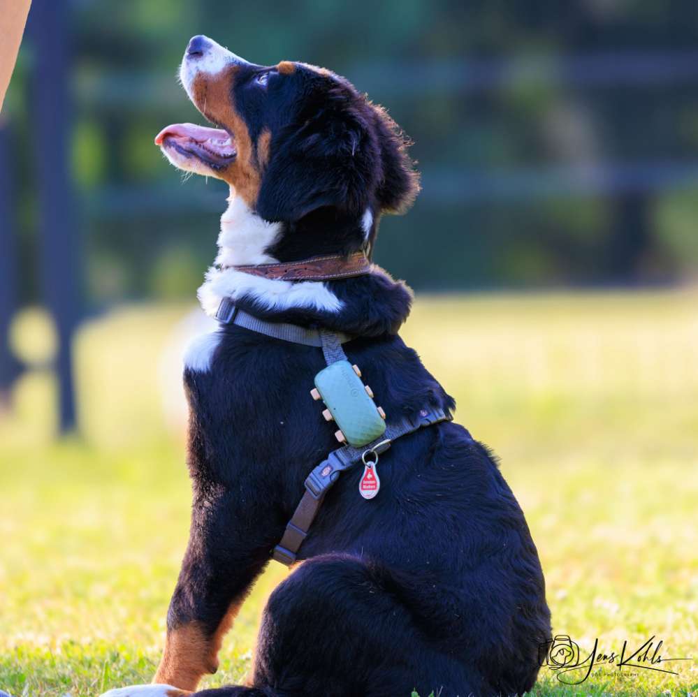 Hundetreffen-Spaziergang und Spielrunde-Profilbild