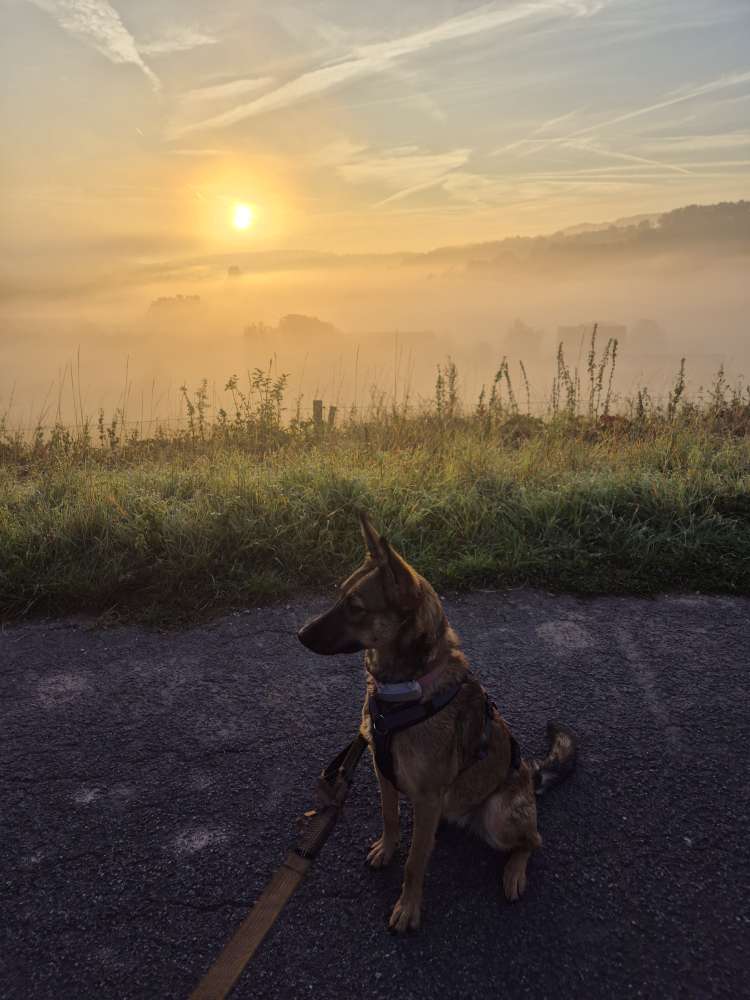Hundetreffen-Social Walk, Training und Spielen-Profilbild