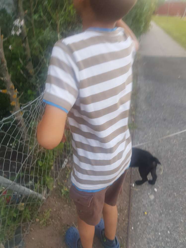 Hundetreffen-Hunde-Profilbild