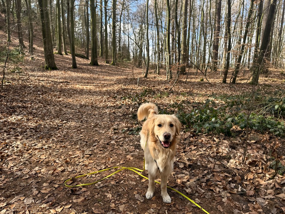 Hundetreffen-Gemeinsames Training-Profilbild