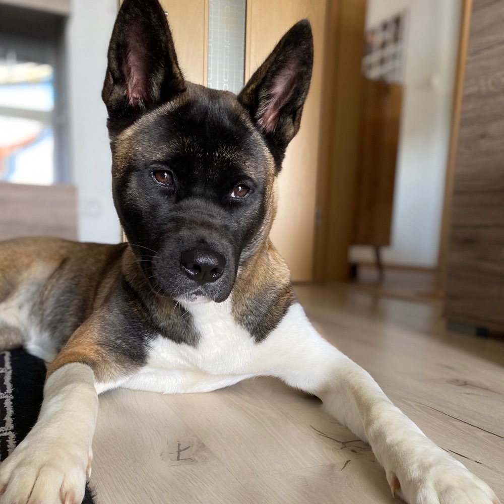 Hundetreffen-Gassi gehen oder spielen-Profilbild