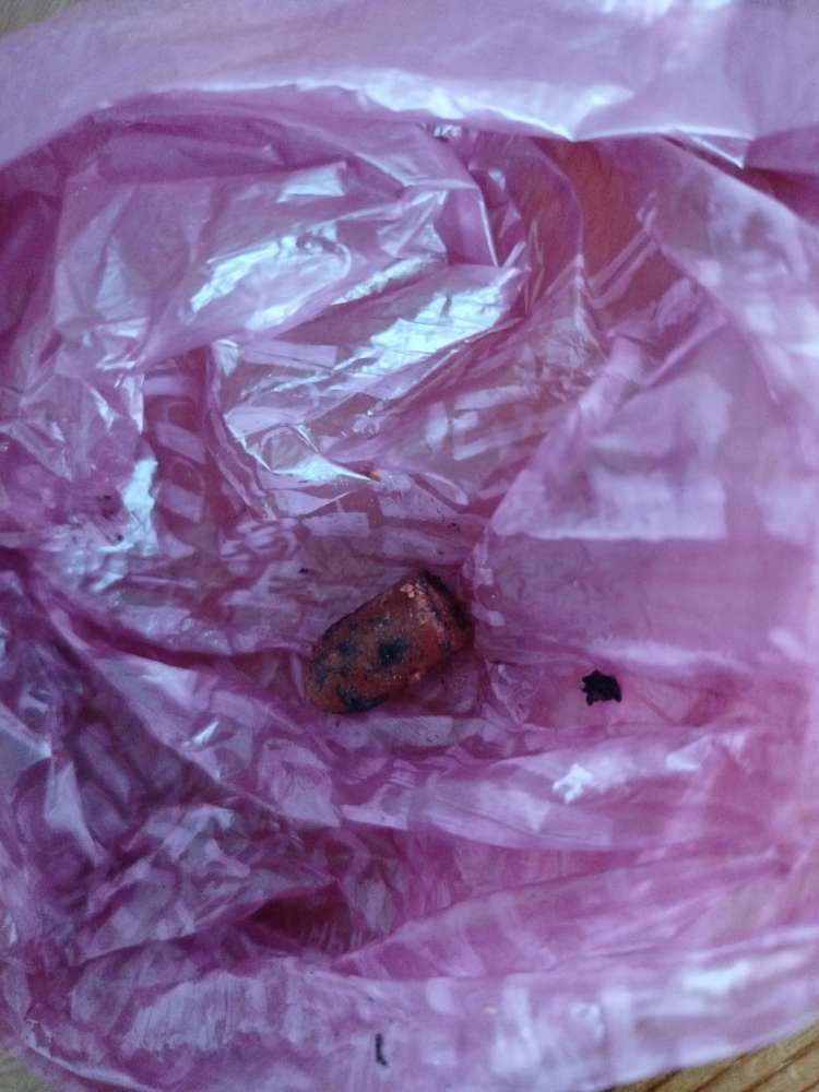 Giftköder-Potentieller Giftköder im Gebüsch-Profilbild