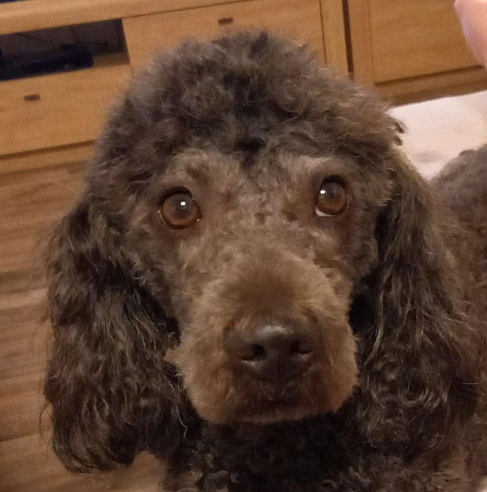 Hundetreffen-Schöne Spaziergänge-Profilbild