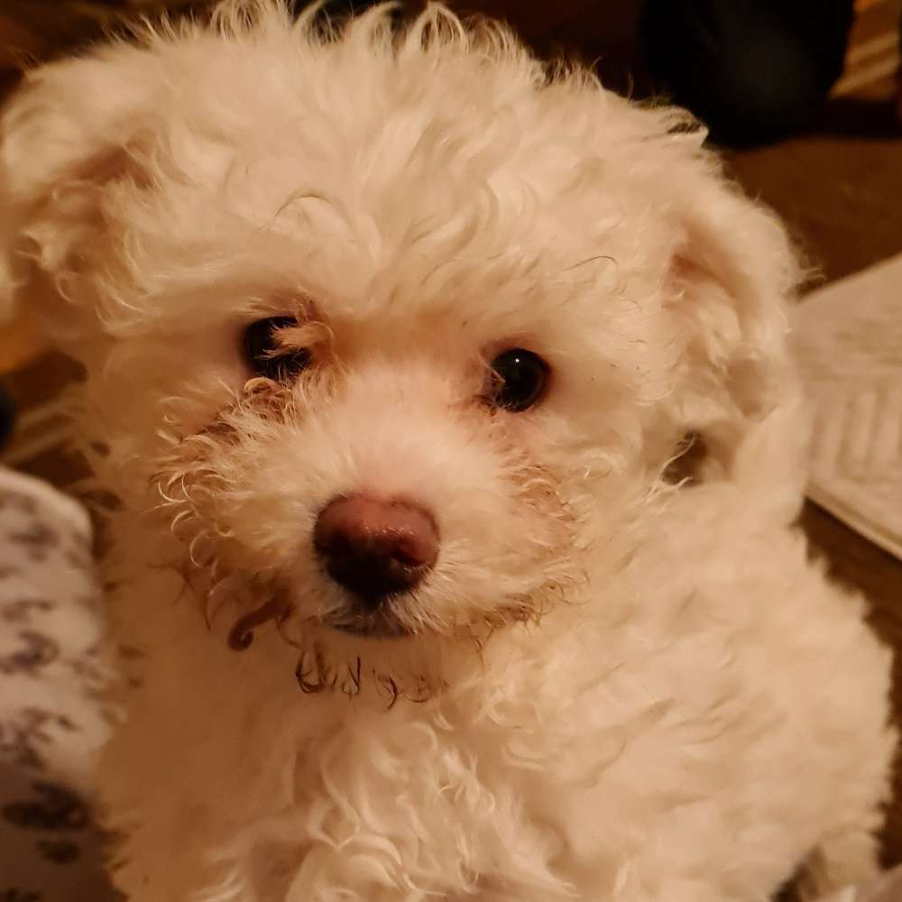 Hundetreffen-Welpentreffen in Kall-Profilbild