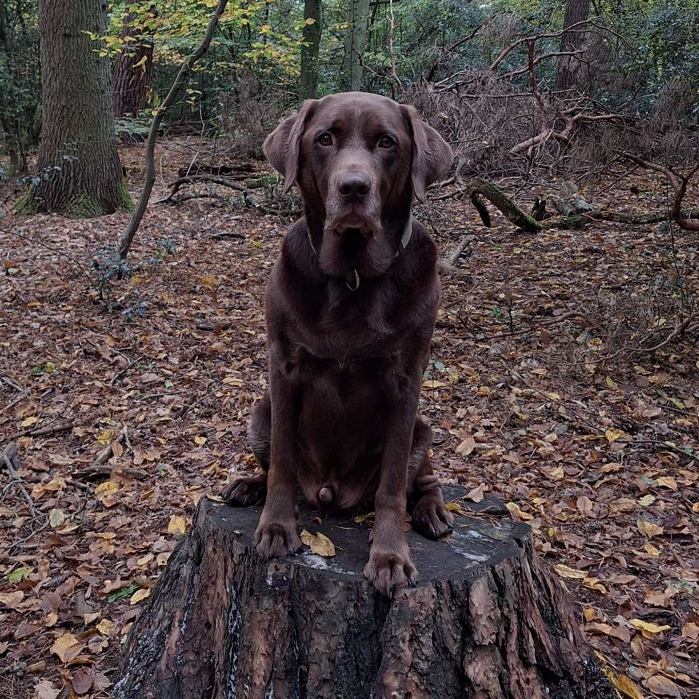 Hundetreffen-Spielrunde-Profilbild