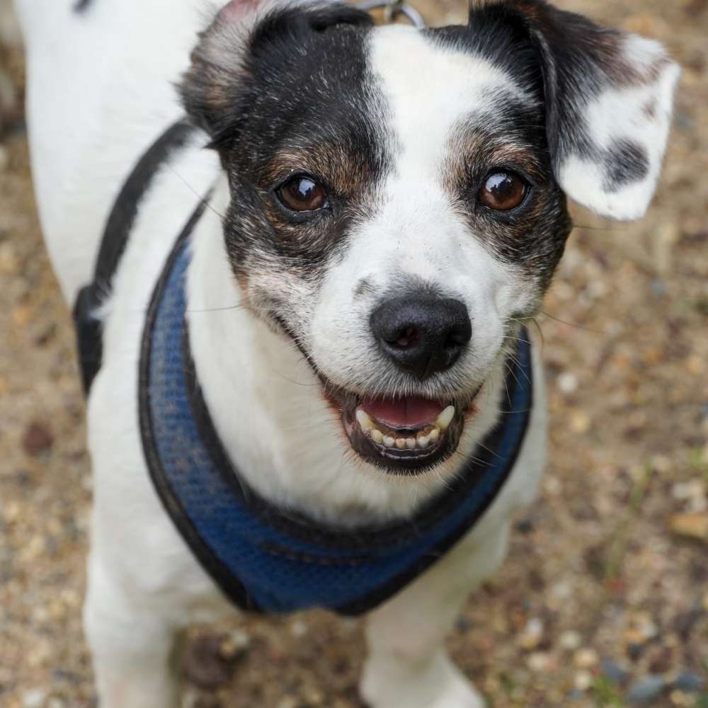 Suchmeldung-Paulchen-Profilbild