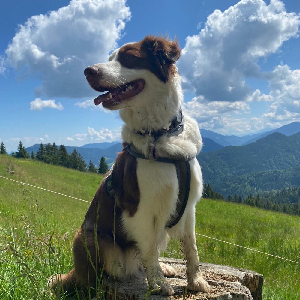 Hundetreffen-Gassi gehen-Profilbild