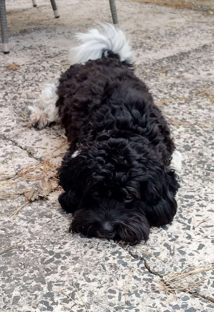 Hundetreffen-suchen Hundefreunde zum Gassi oder Spielen-Profilbild