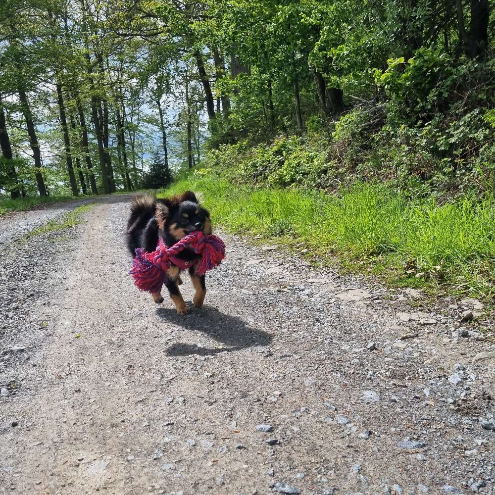 Hundetreffen-Spielgefährten gesucht-Profilbild