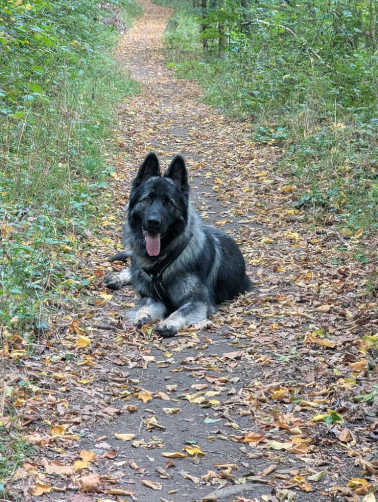 Hundetreffen-Spieltreffen zum toben-Profilbild