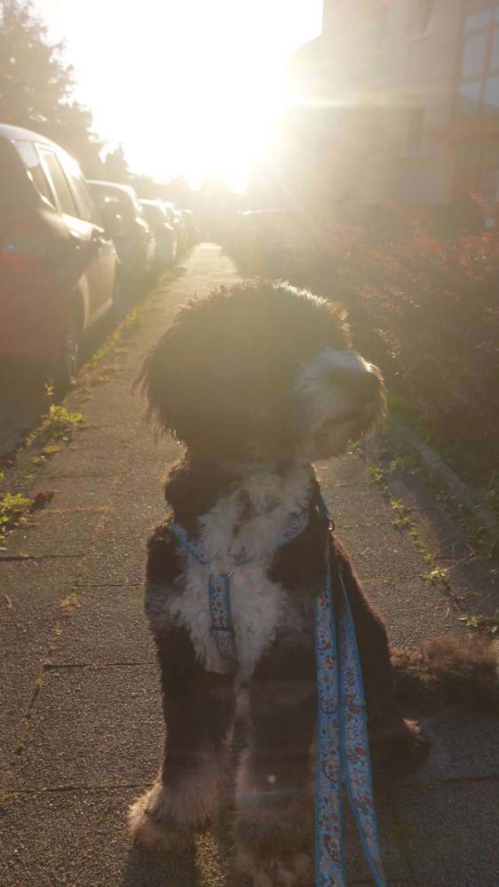 Hundetreffen-Hundefreunde für Spaziergänge und toben-Profilbild