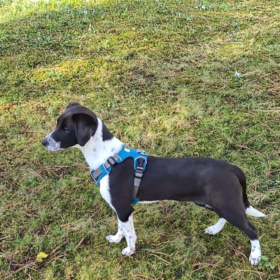 Hundetreffen-souveräner Hund für ängstlichen Hund gesucht-Profilbild