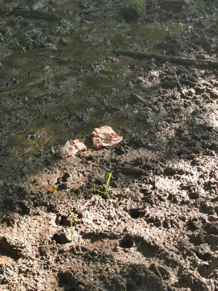 Giftköder-Fleischstücke-Profilbild