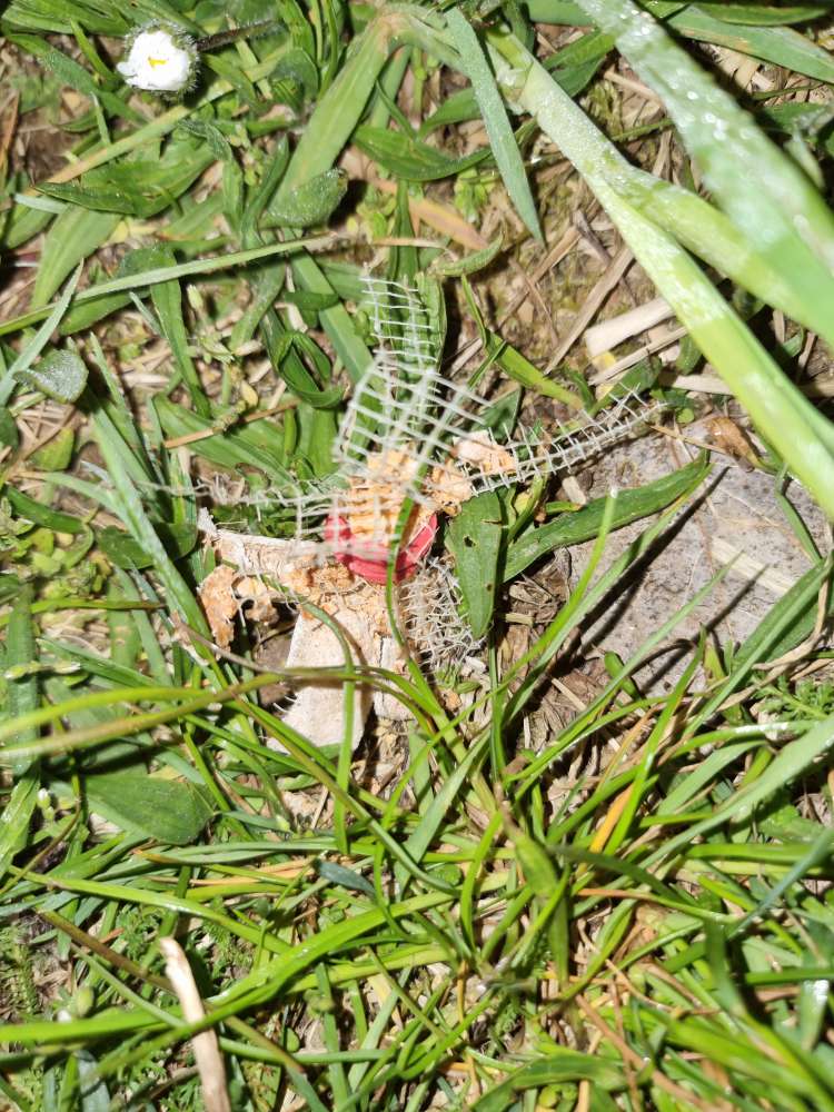 Giftköder-Vermuteter präparierter Giftköder-Profilbild