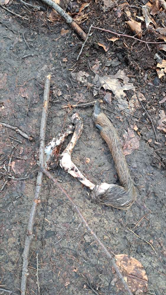 Giftköder-Rehbein-Profilbild