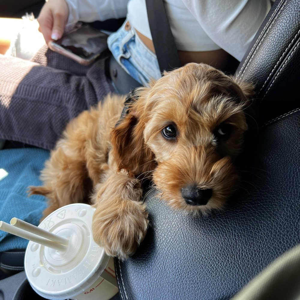 Hundetreffen-Smalltalk treffen 😇-Profilbild