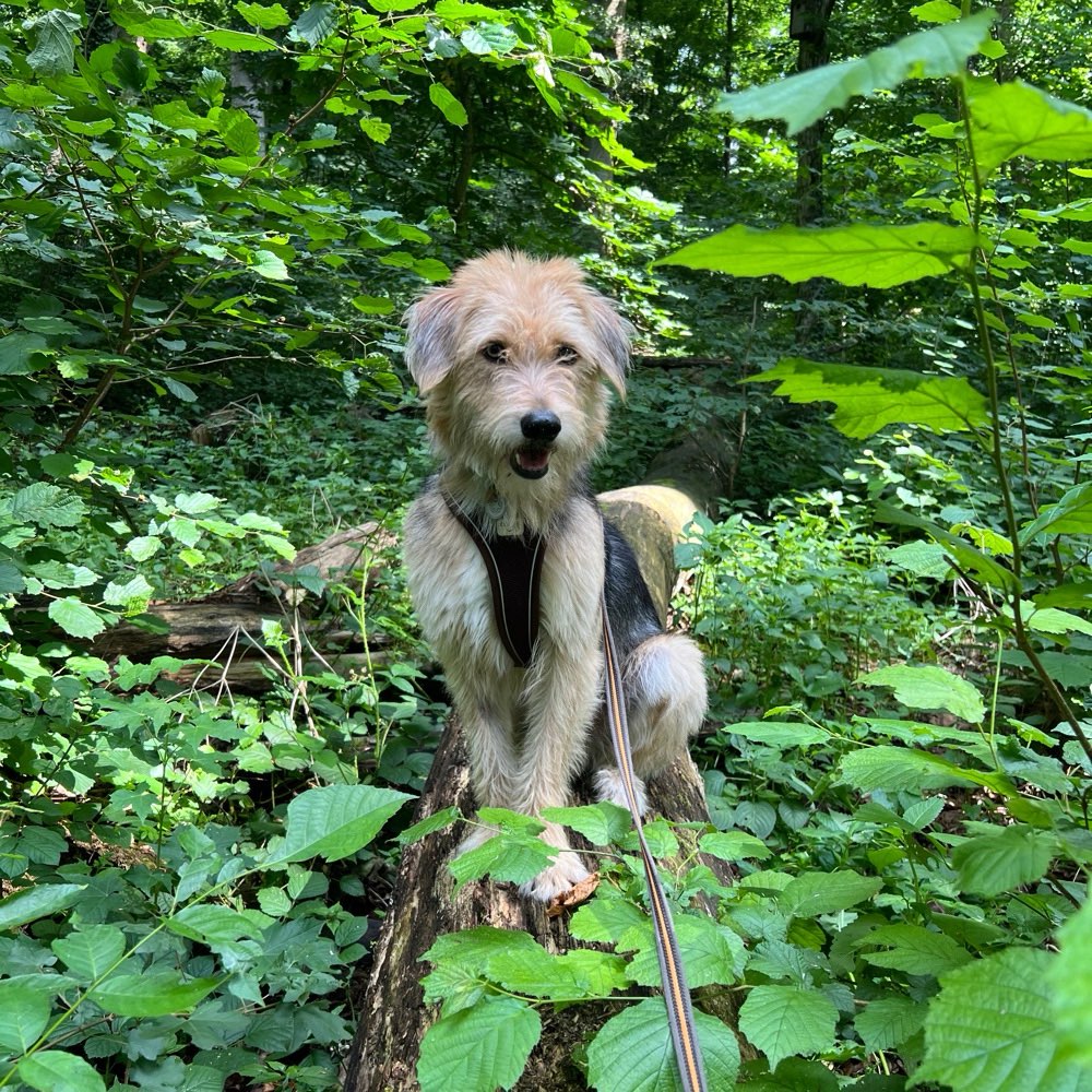 Hundetreffen-Spazieren /Wandern-Profilbild