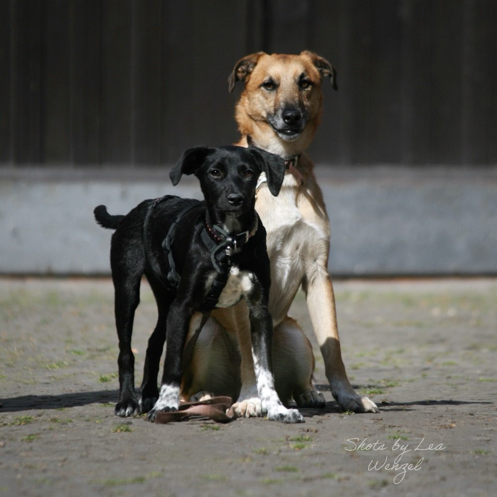 Hundetreffen-Spielpartner und/oder Gassipartner gesucht🫶🏻-Profilbild