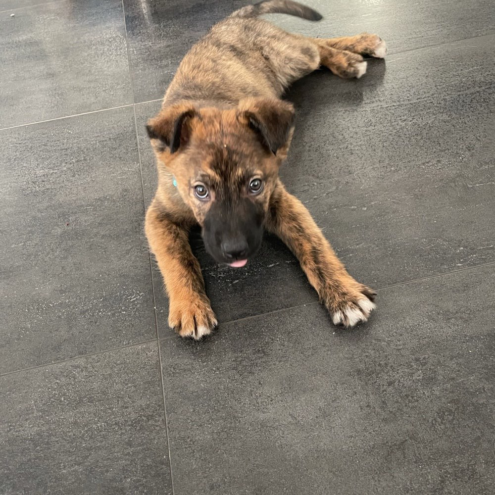 Hundetreffen-Welpentreff-Profilbild