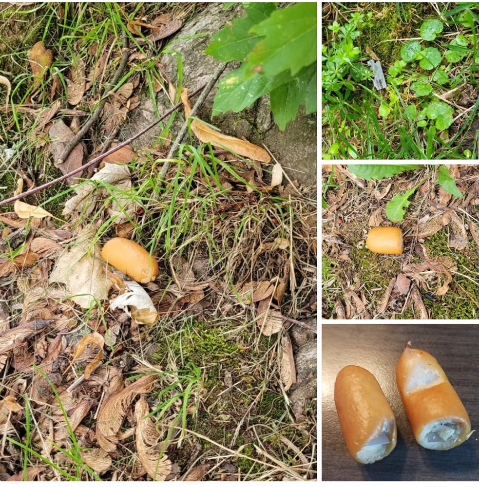 Giftköder-Wurst mit Rasierklingen-Profilbild