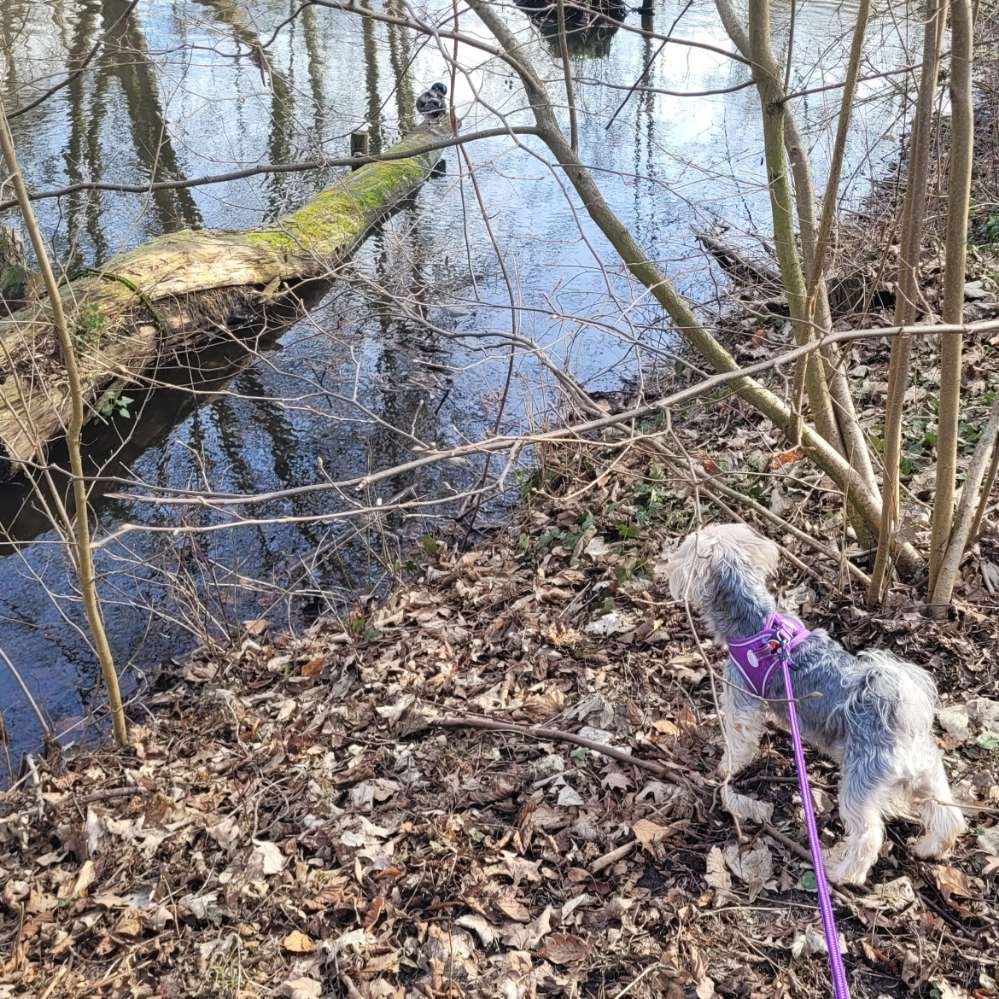 Hundetreffen-Spielpartner gesucht-Profilbild